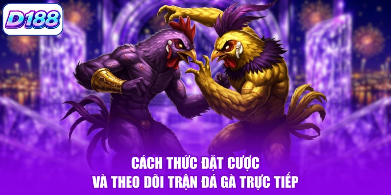 Cách thức đặt cược và theo dõi trận đá gà trực tiếp