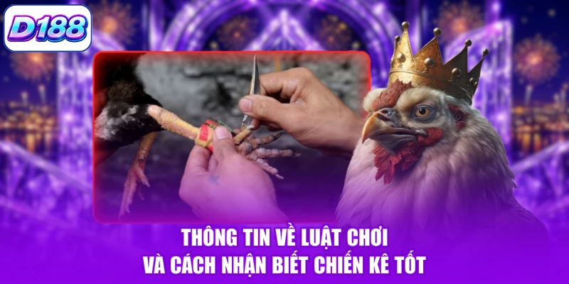 Thông tin về luật chơi và cách nhận biết chiến kê tốt